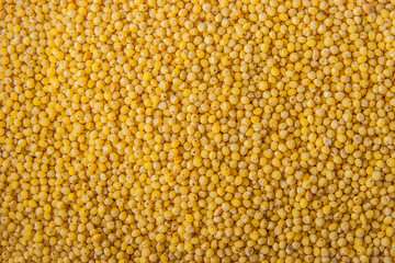 Millet background horizontal