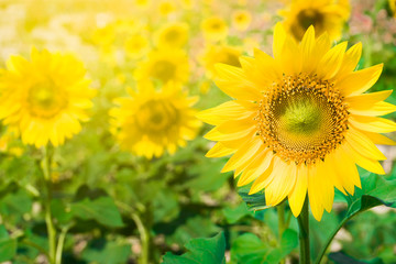 Fototapeta premium Sunflower
