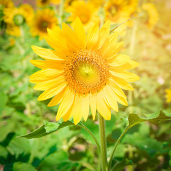 Obraz premium Sunflower