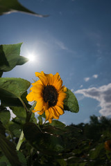 Sonnenblume vor blauem Himmel