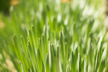 Fototapeta na wymiar Green Spring Grass