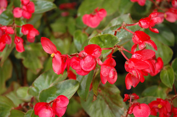 b&eacute;gonia en fleurs