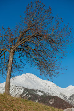 albero