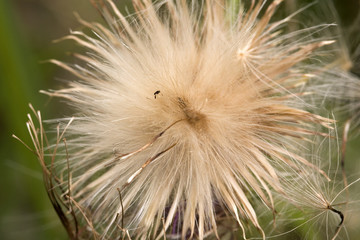 Seed head of Spear Thistle (Cirsium vulgare), Alblasserdam, Sout