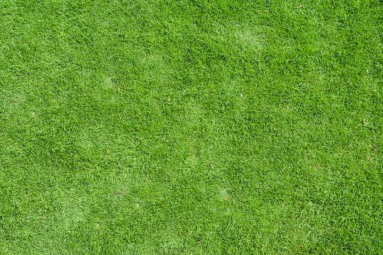 grass feild background