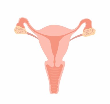  Illustration Uterus vector
