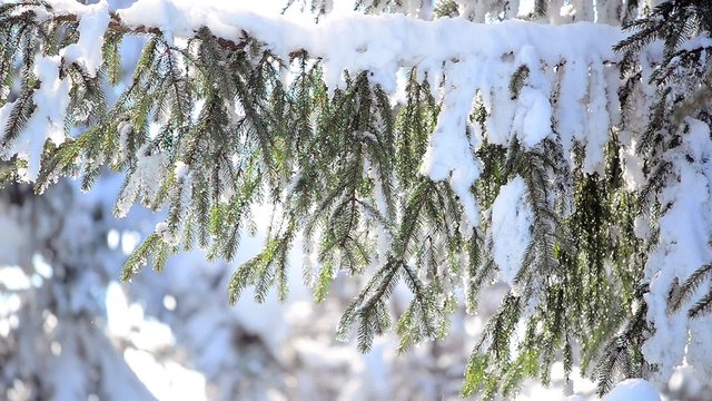 Melting snow on the branches
