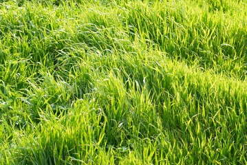 Green grass
