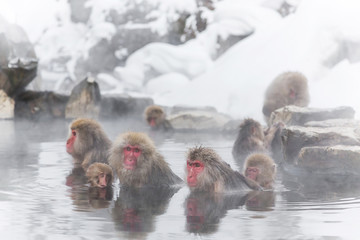 Fototapeta premium 温泉を楽しむおさるさん Japanese monkey enjoying a hot spring