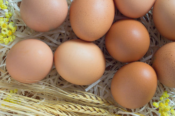 Brown eggs in the straw