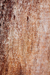 Tree bark texture