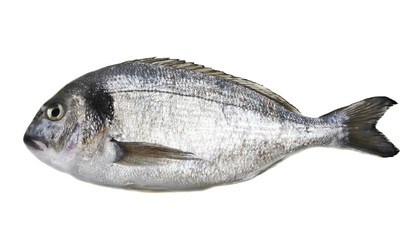 Dorado fish isolated on white background