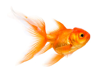 Goldfish isolated on white background