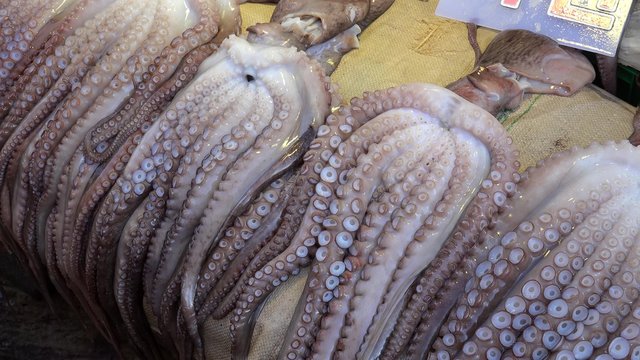 Fresh chilled octopus at the Jagalchi Fish Market. Busan