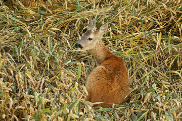 Junger Rehbock liegt im Getreidefeld 