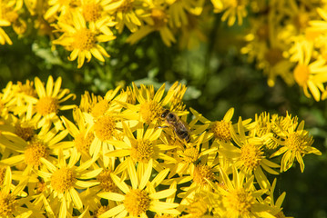 bee feasting on flower