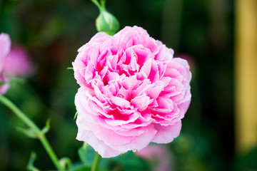 Obraz premium Pink roses in garden 