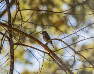 Bluebird (1)