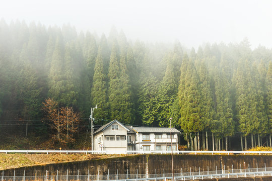 Fototapeta House in front of pine forest with fog.