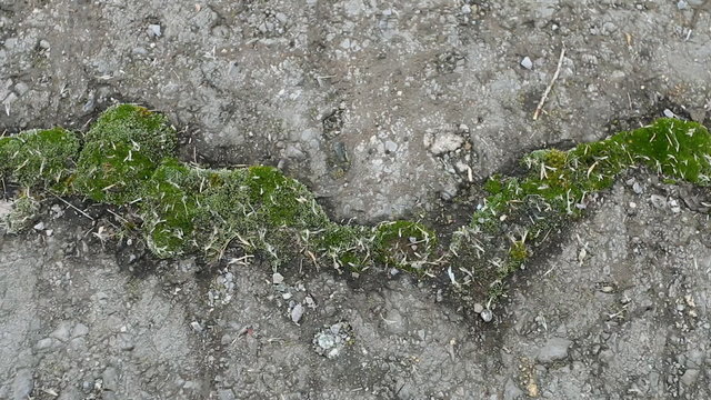 Broken asphalt on old road with green moss . Macro shot.