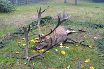 Caught dead deer as a hunting trophy
Dead deer 