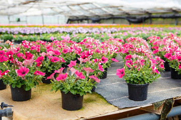 Fototapeta na wymiar Cultivation of different flowers in greenhouse