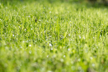 Green Spring Grass
