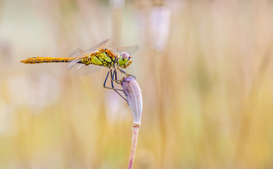 Libelle auf Mohn