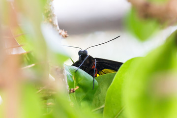 Birdwing butterfly on leaf.