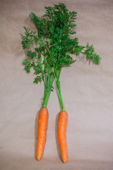 carote biologiche organiche fresche dall'orto
