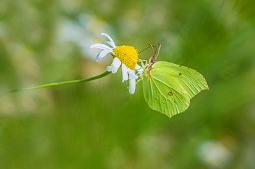Zitronenfalter auf Blüte