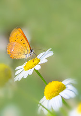 Schmetterling auf Blüte