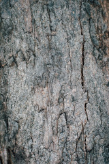 Tree bark texture