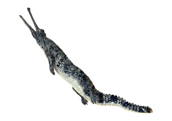 Naklejka premium Gharial or Gavialis Gangeticus