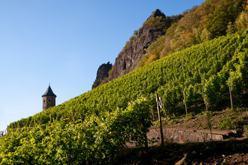 Weinlaub
