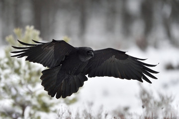Raven (Corvus corax) in flight. Landing. Snow. Winter. Bird. Flying.