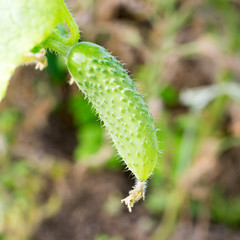 Cucumber with pimples growing in the garden
