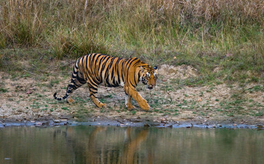 Fototapeta na wymiar Wild tiger near a pond. India. Bandhavgarh National Park. Madhya Pradesh. An excellent illustration.