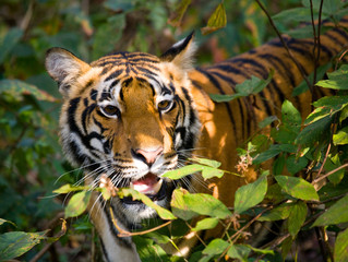 Fototapeta na wymiar Portrait of a tiger in the wild. India. Bandhavgarh National Park. Madhya Pradesh. An excellent illustration.