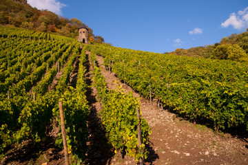 Obraz premium Weinlaub