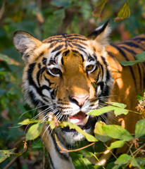 Portrait of a tiger in the wild. India. Bandhavgarh National Park. Madhya Pradesh. An excellent illustration.