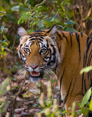 Portrait of a tiger in the wild. India. Bandhavgarh National Park. Madhya Pradesh. An excellent illustration.