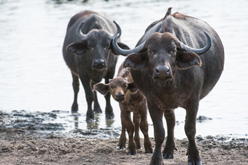 Familie Kaffernbüffel