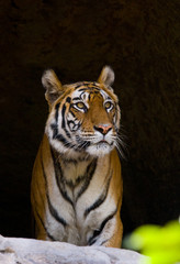 Wild Bengal Tiger in the cave. India. Bandhavgarh National Park. Madhya Pradesh. An excellent illustration.