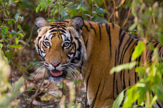 Portrait of a tiger in the wild. India. Bandhavgarh National Park. Madhya Pradesh. 