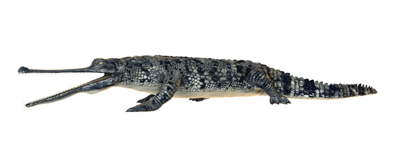Gharial or Gavialis Gangeticus