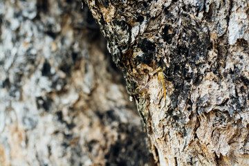 dragonfly resting on a Bark in forest