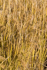 稲　たちすがた
