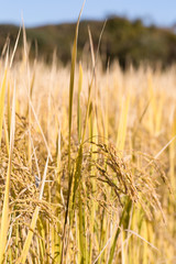 稲　たちすがた
