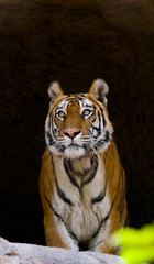 Wild Bengal Tiger in the cave. India. Bandhavgarh National Park. Madhya Pradesh. An excellent illustration.